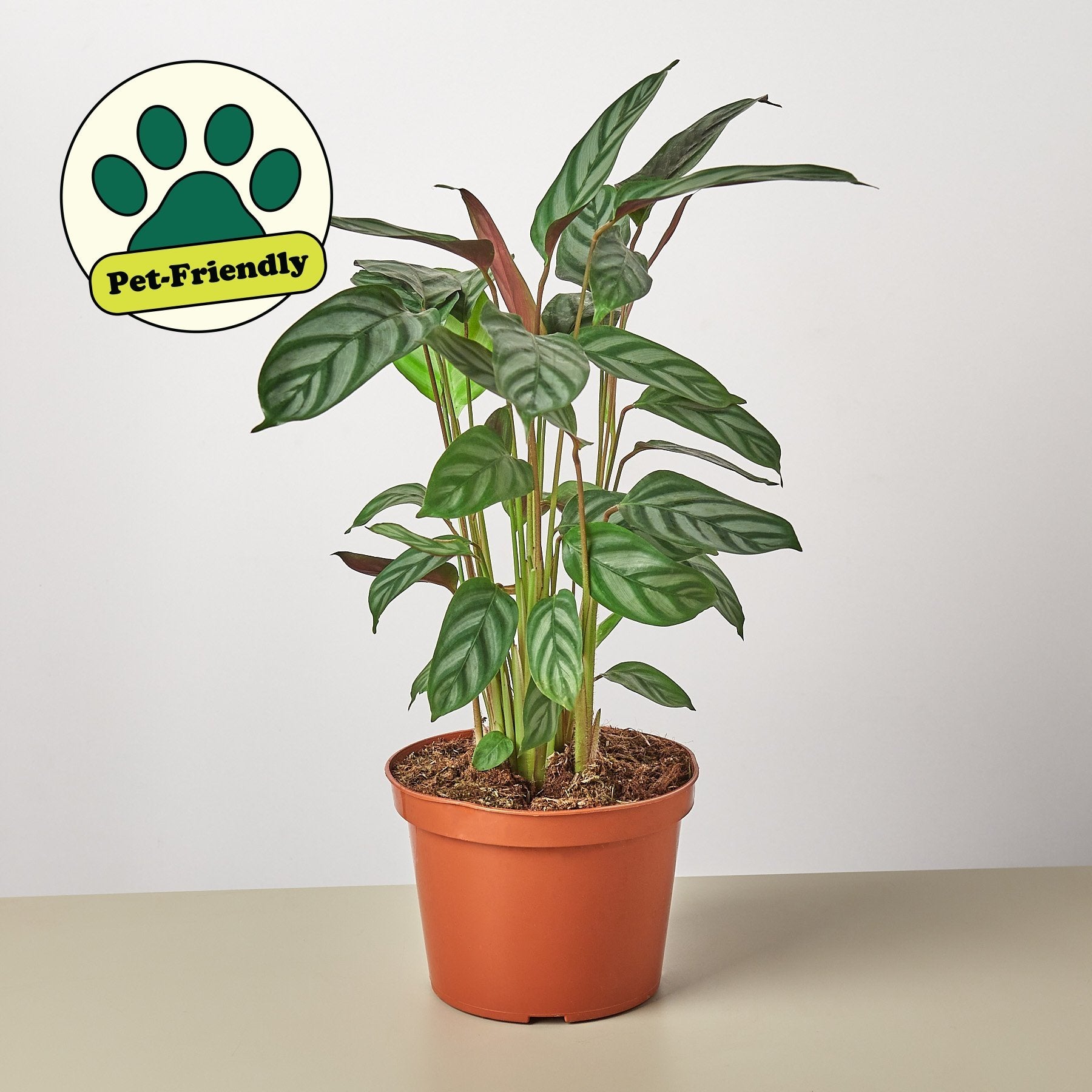Calathea &