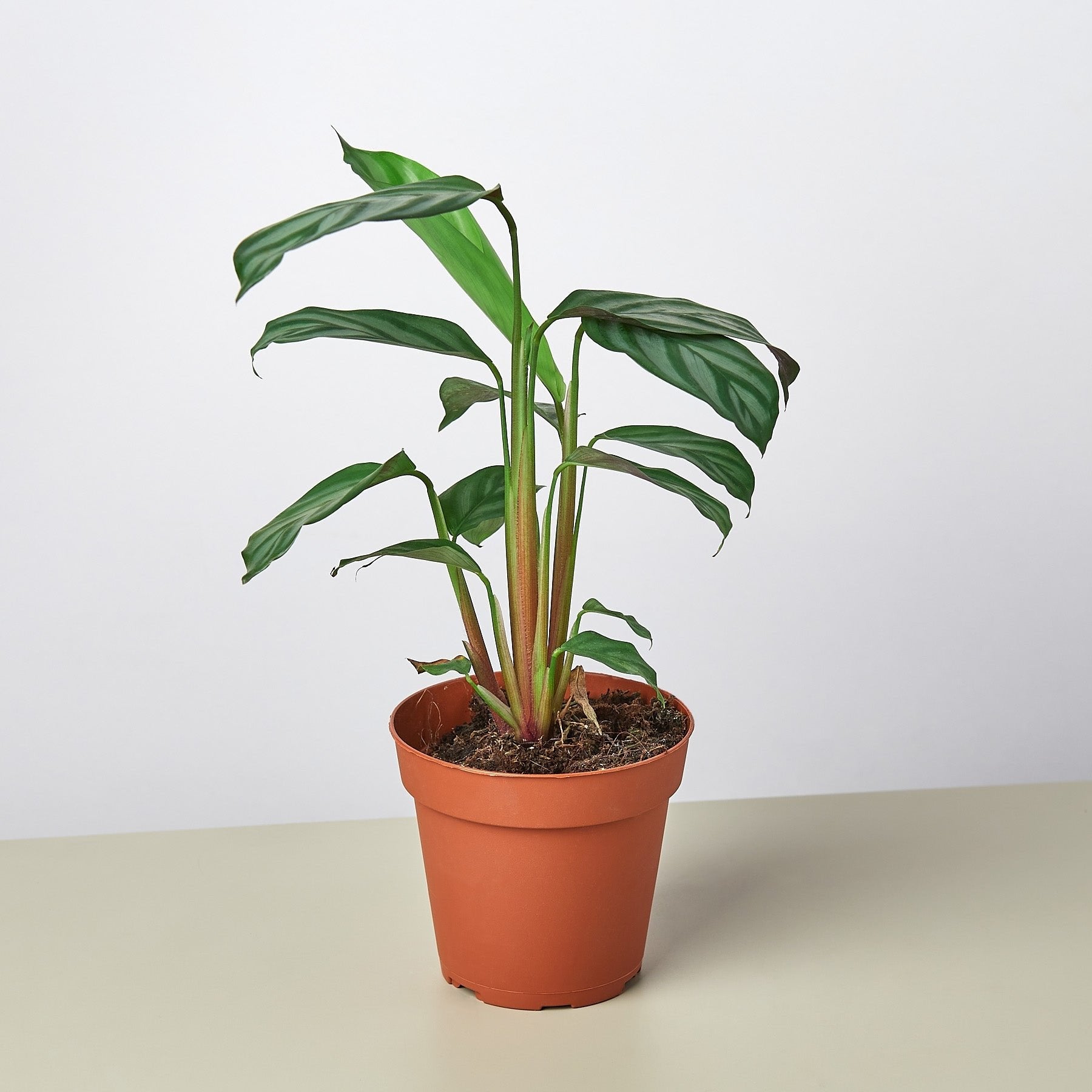 Calathea &