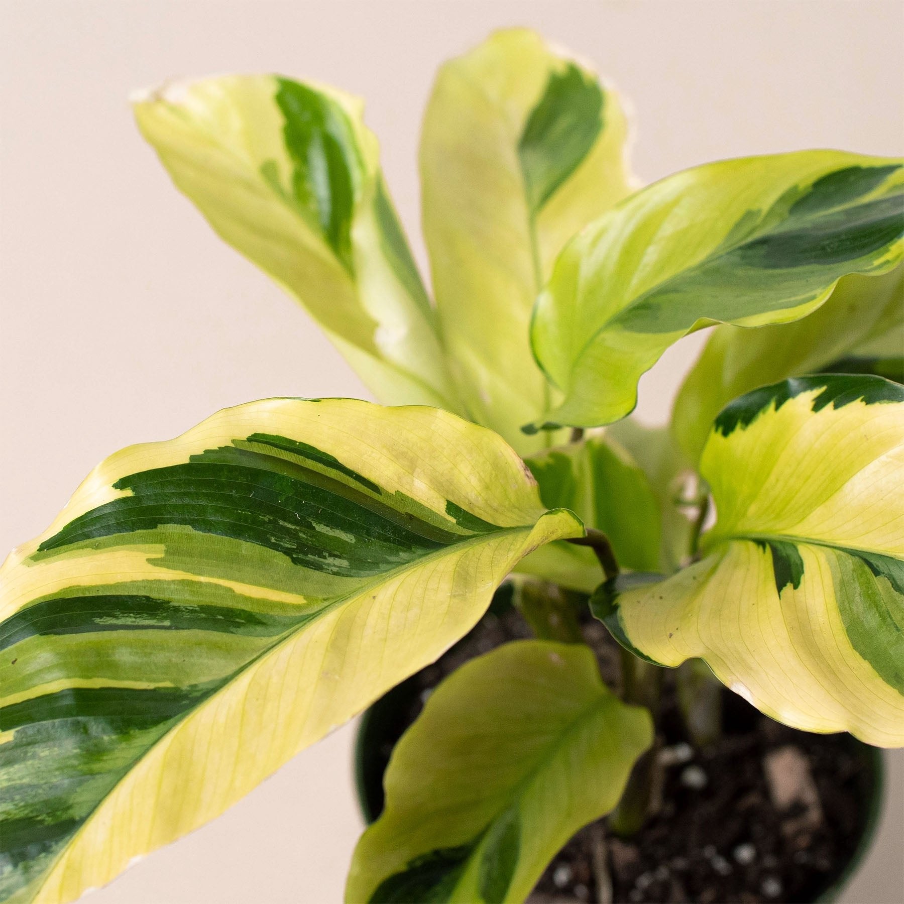 Calathea &