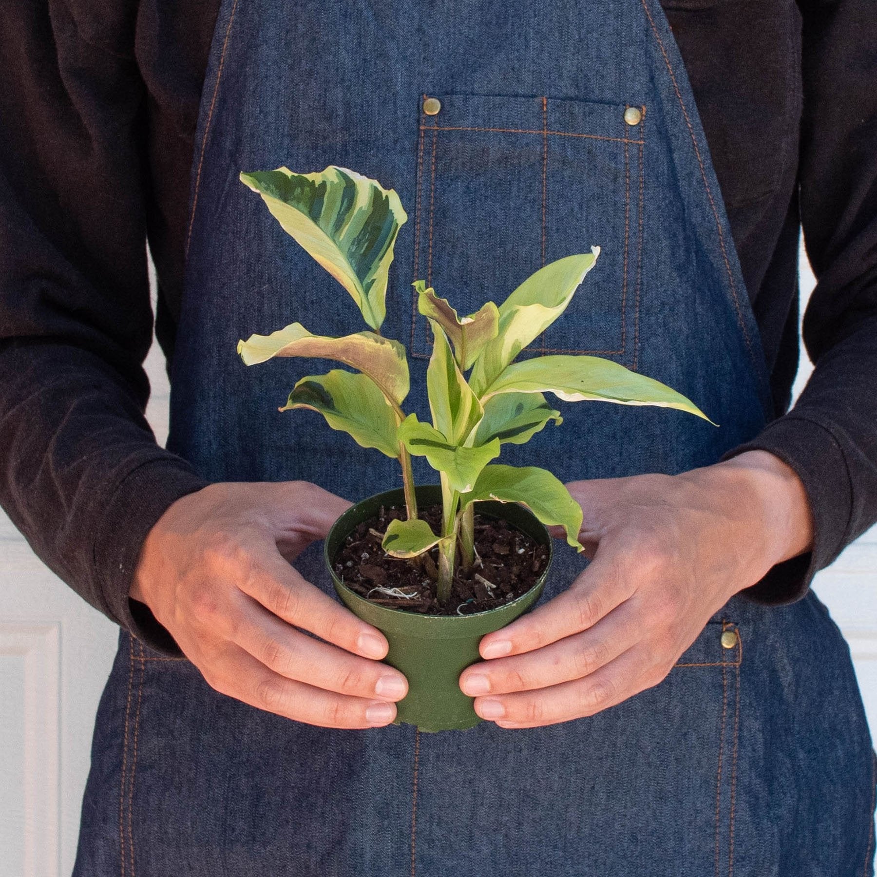 Calathea &