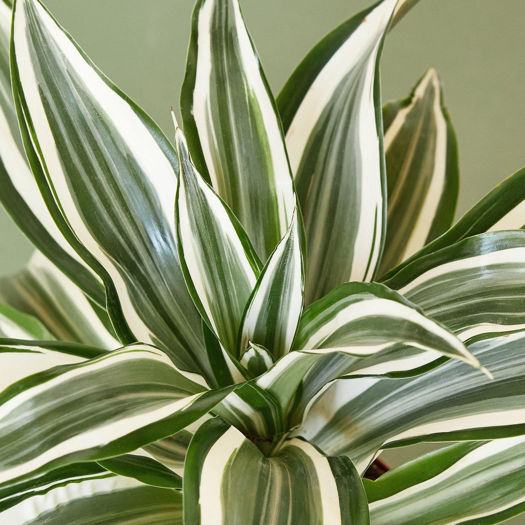 Dracaena Warneckii &