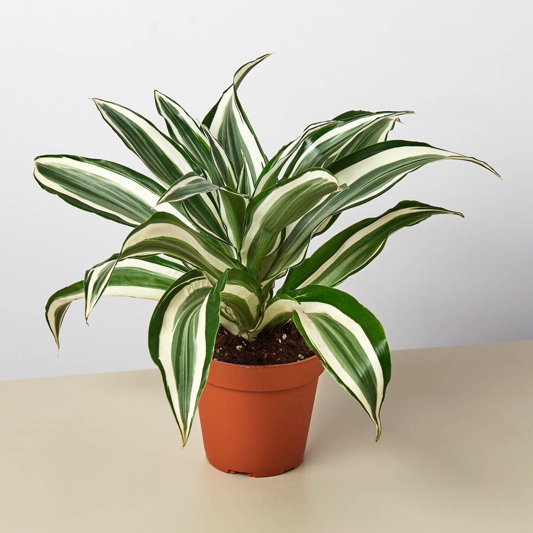 Dracaena Warneckii &