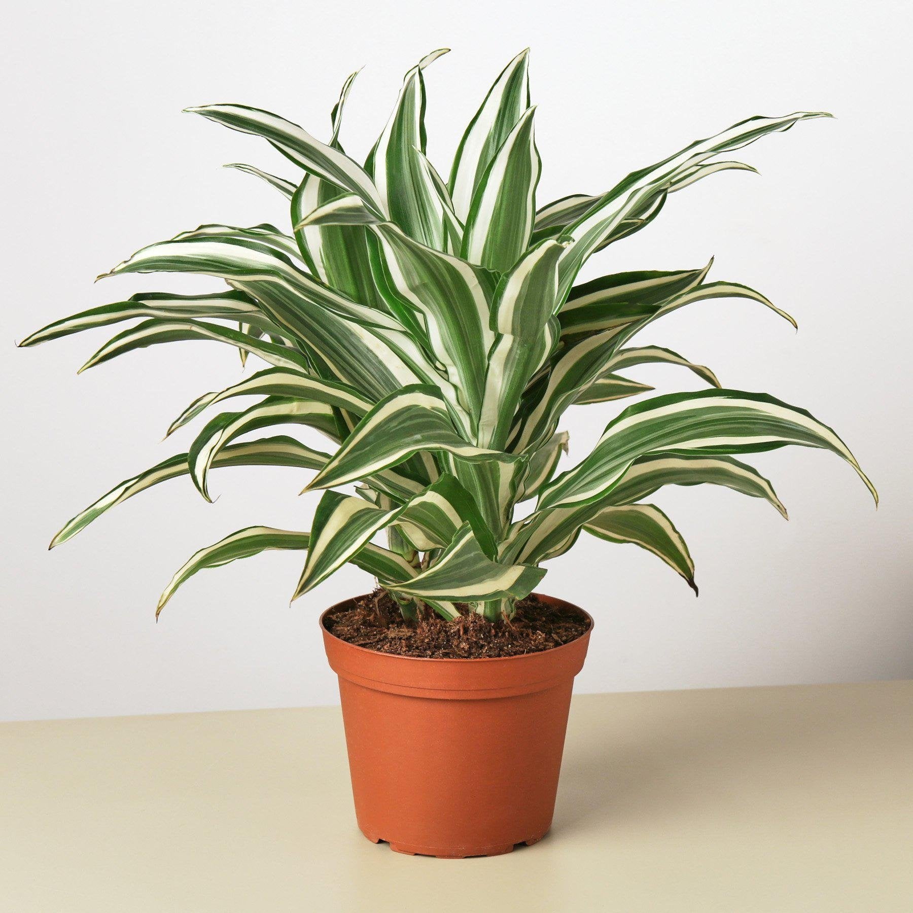 Dracaena Warneckii &