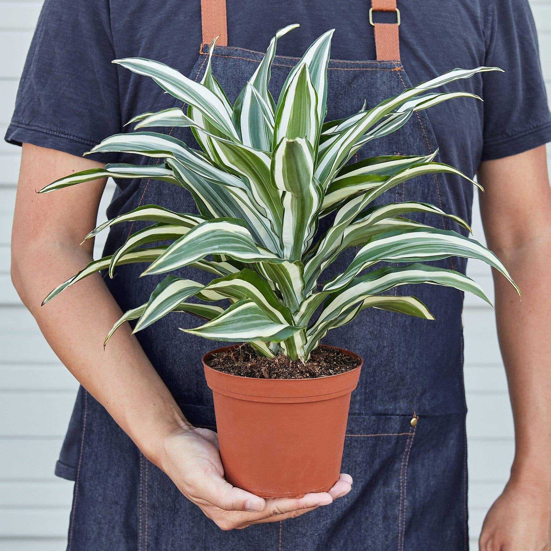 Dracaena Warneckii &