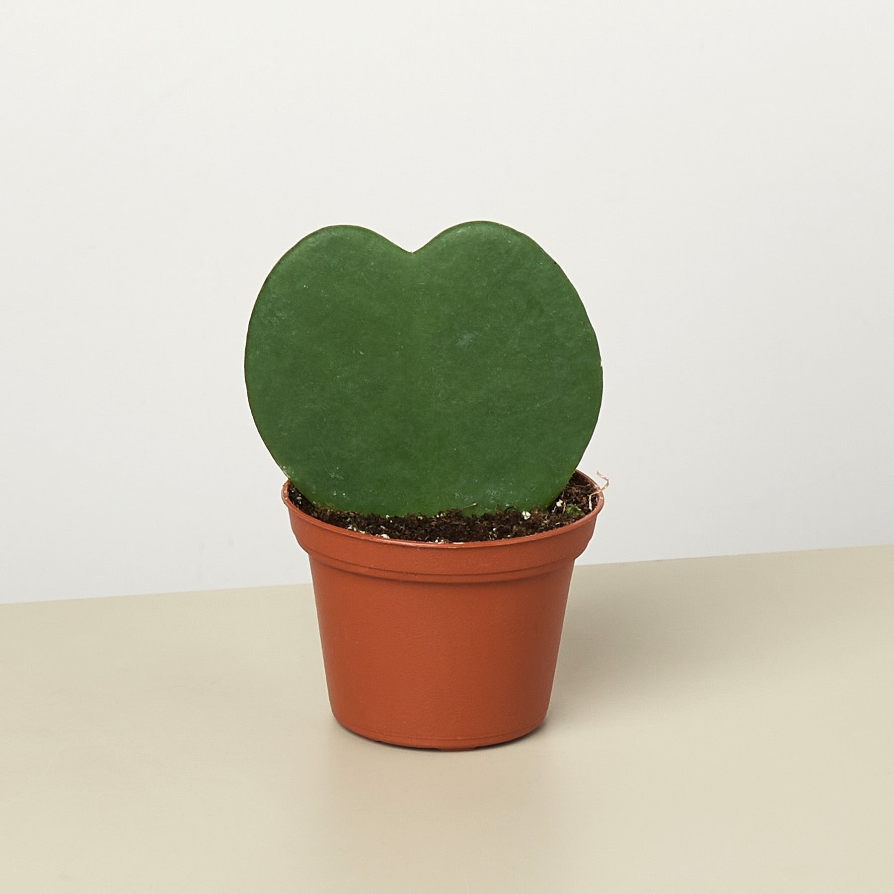 Hoya &