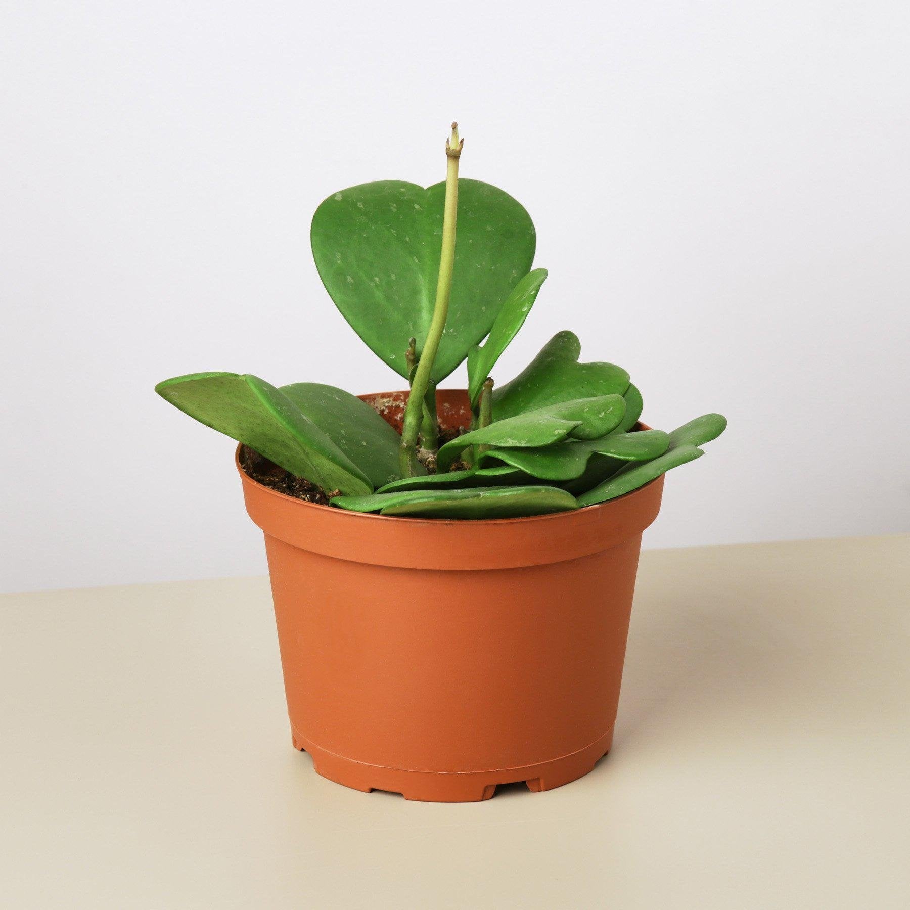 Hoya &