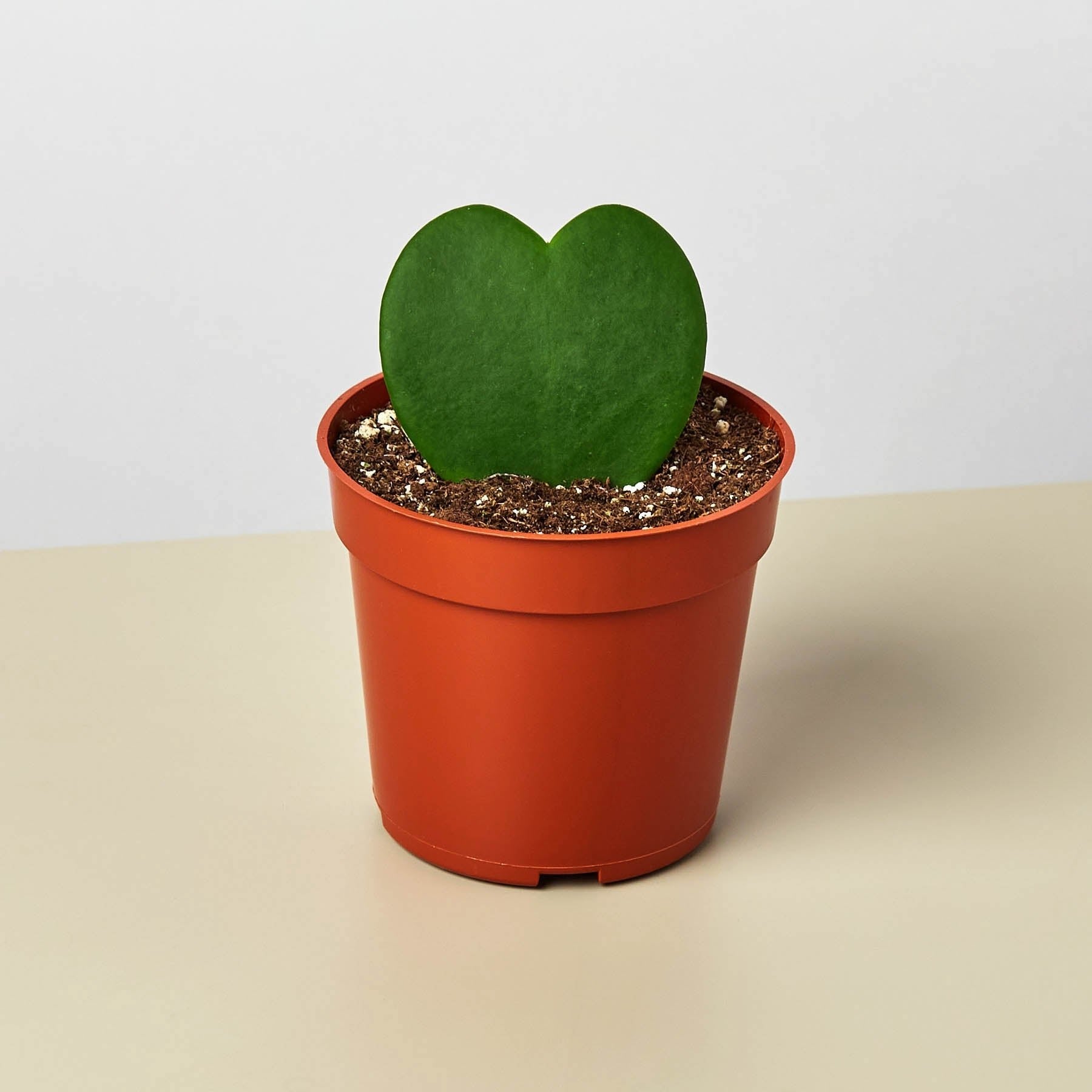 Hoya &