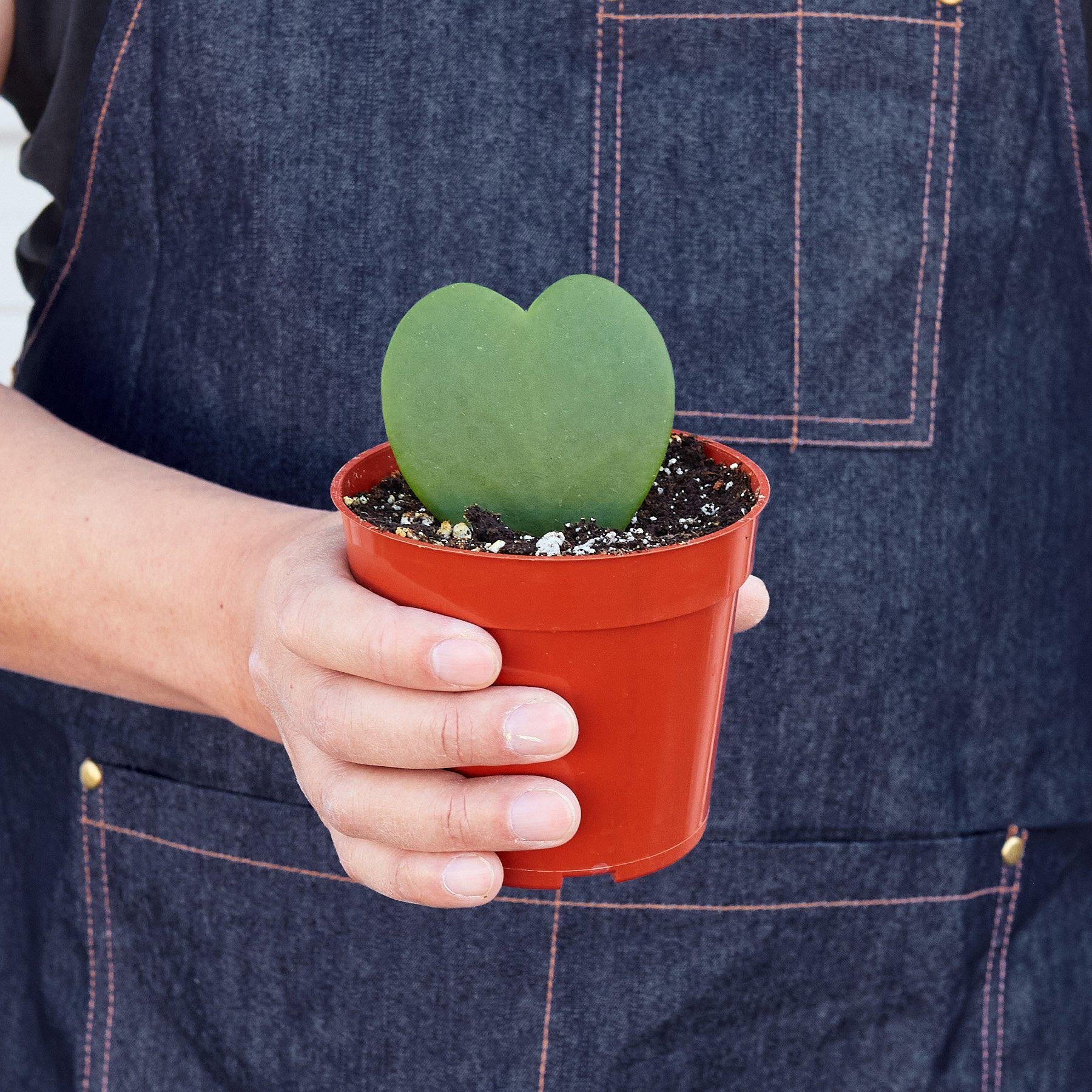 Hoya &