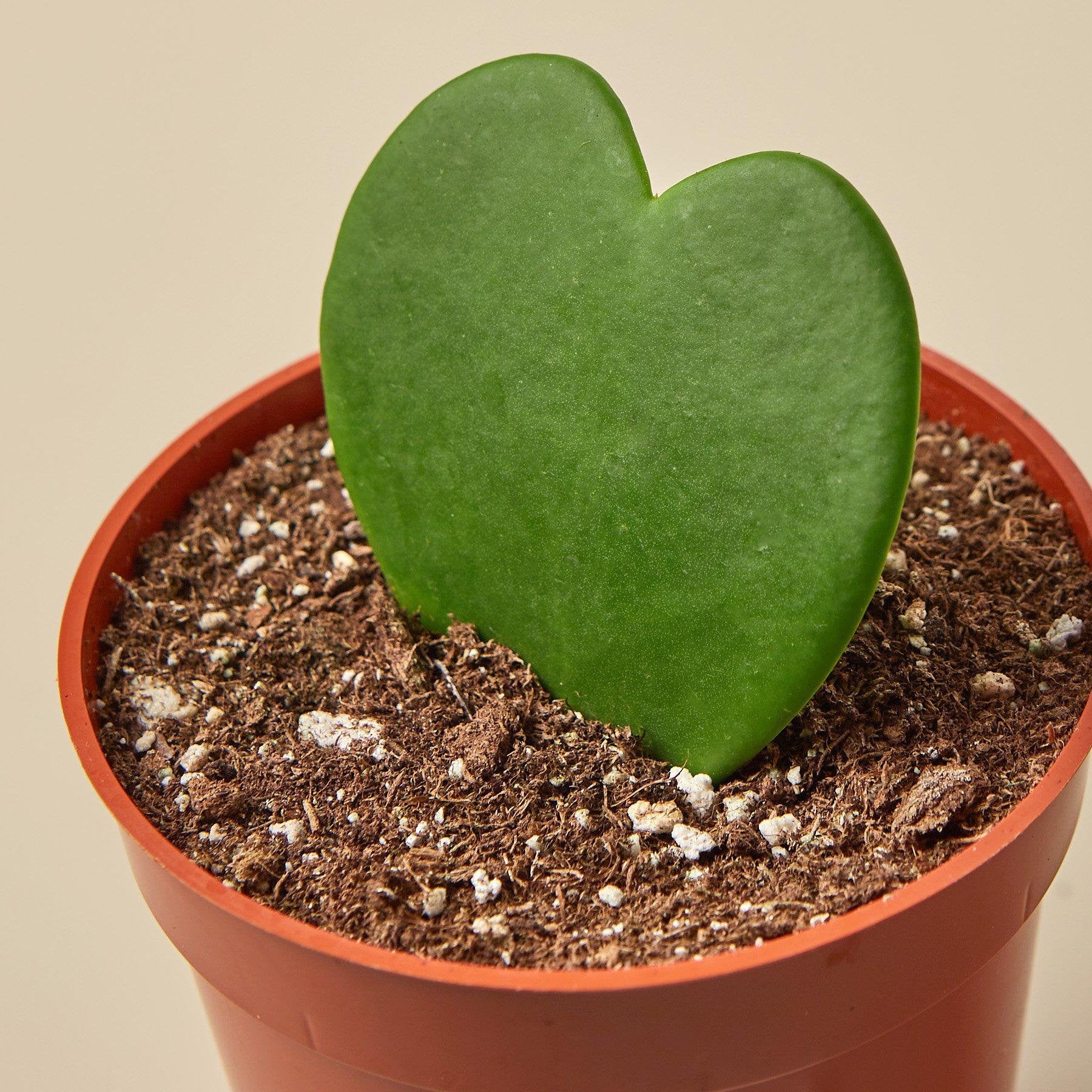 Hoya &