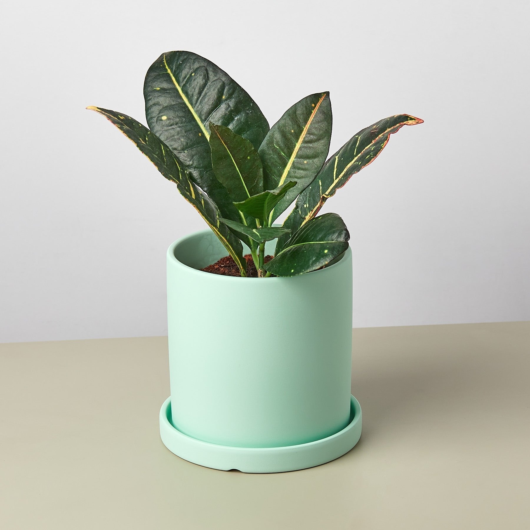 Matte Finish Cylinder Planter with Saucer - Ethereal Company