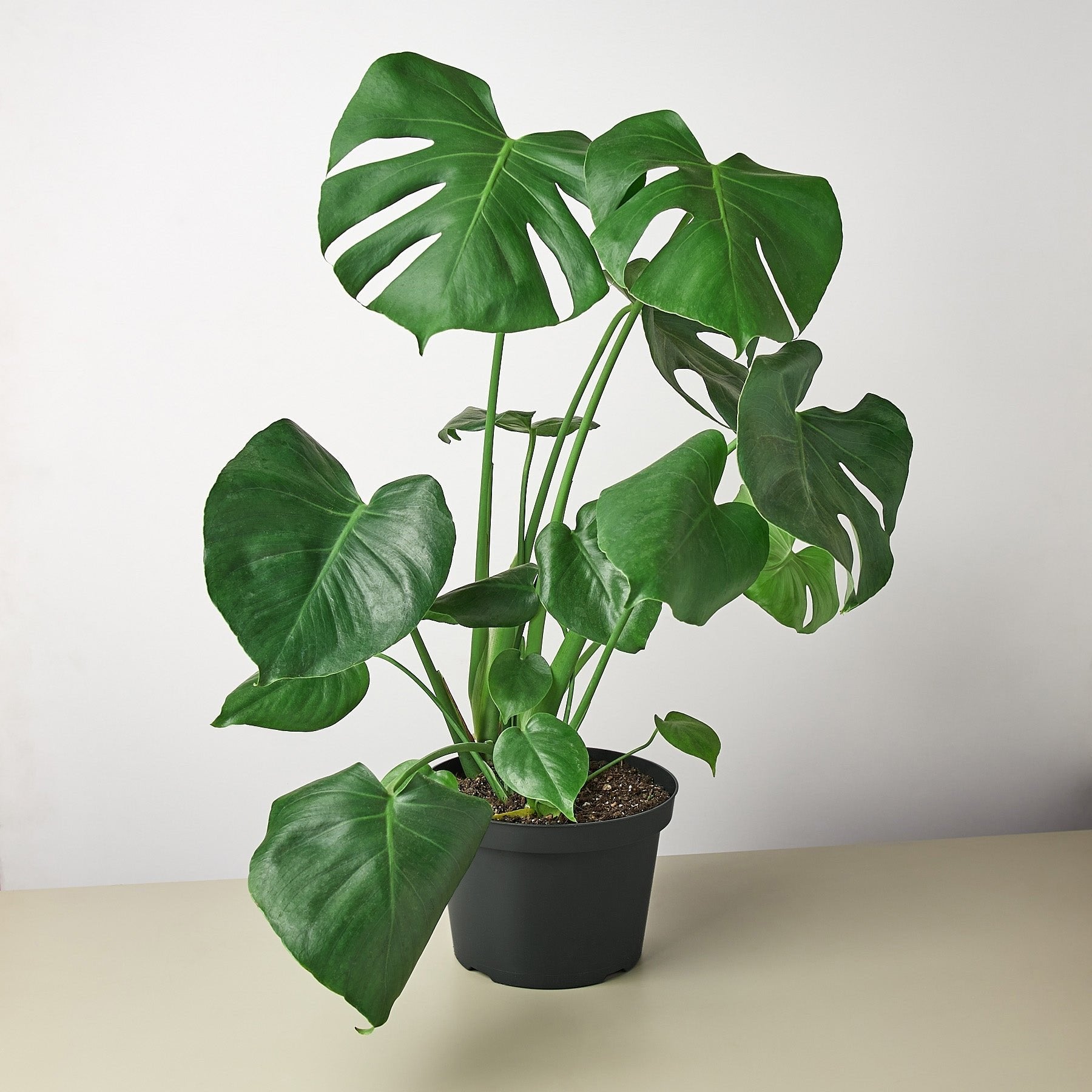 Monstera &