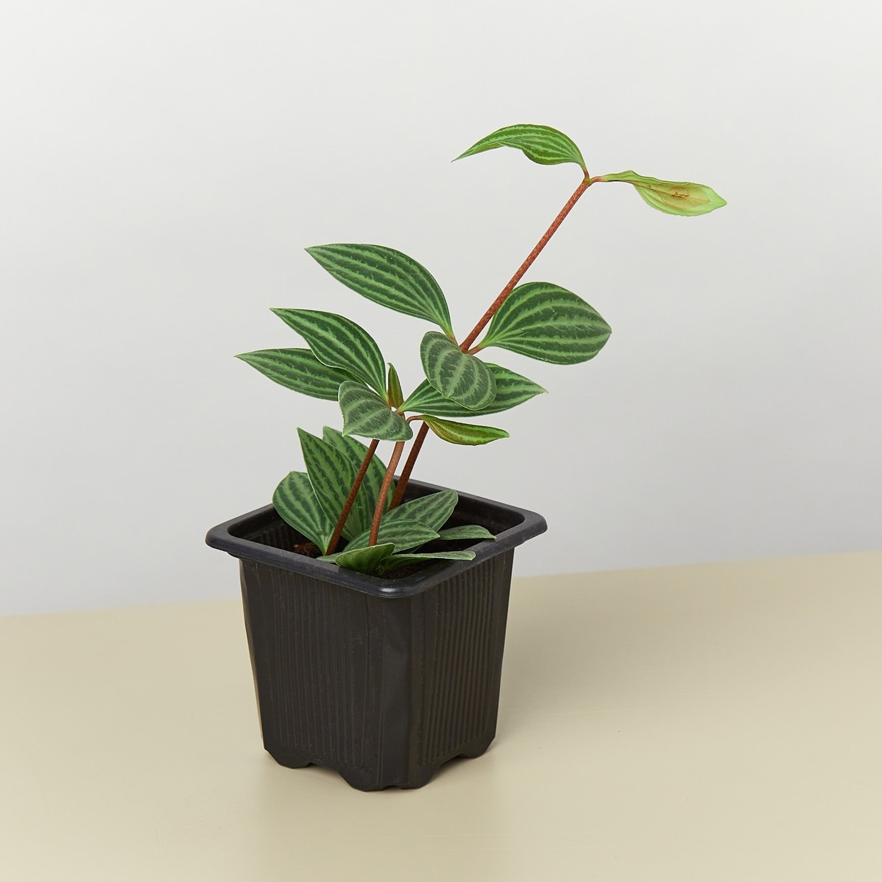 Peperomia &