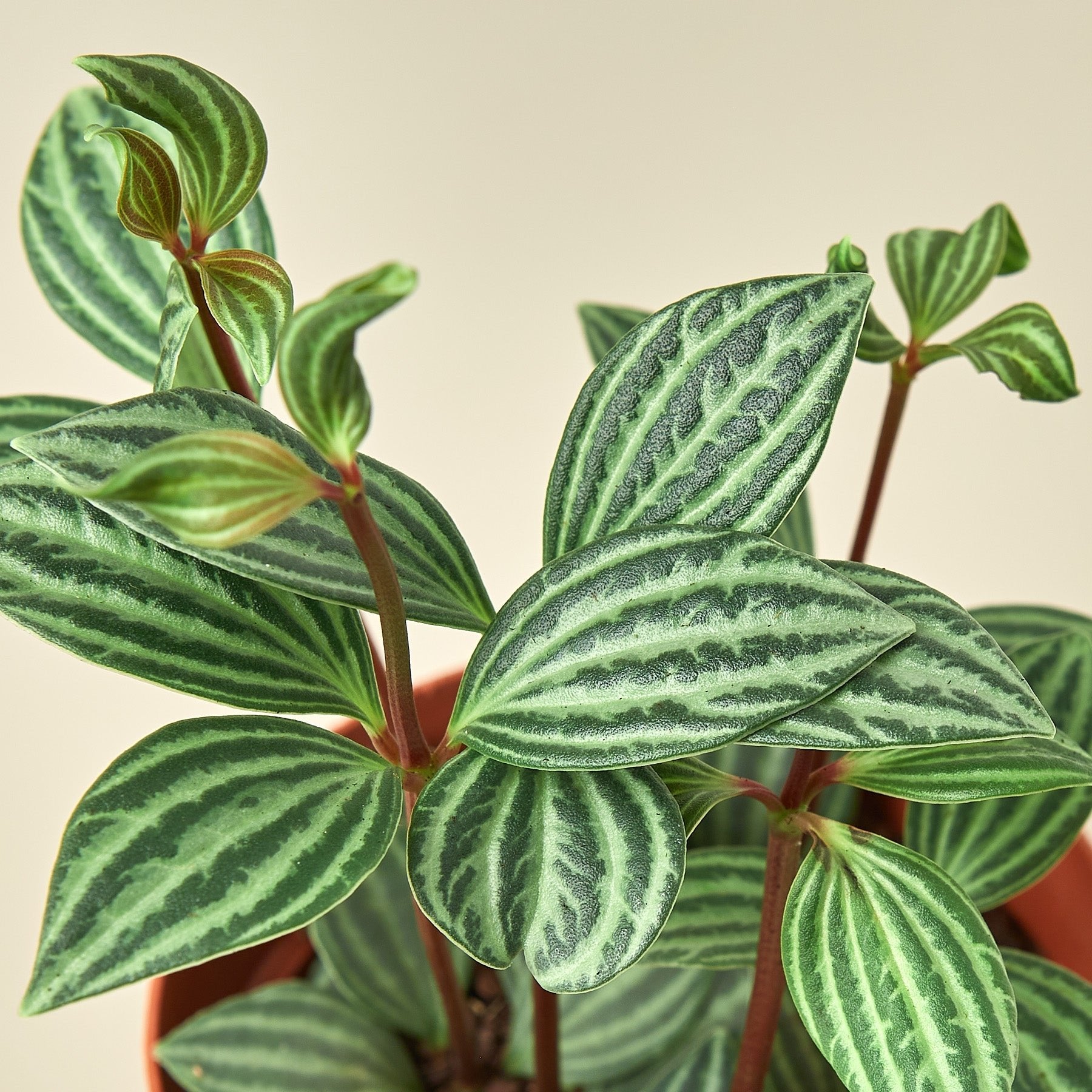 Peperomia &