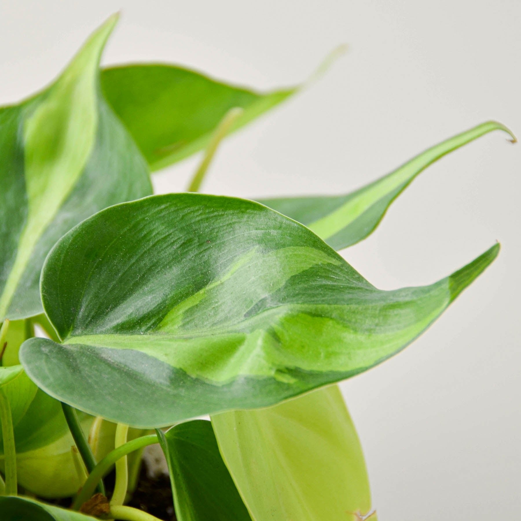 Philodendron Hederaceum &