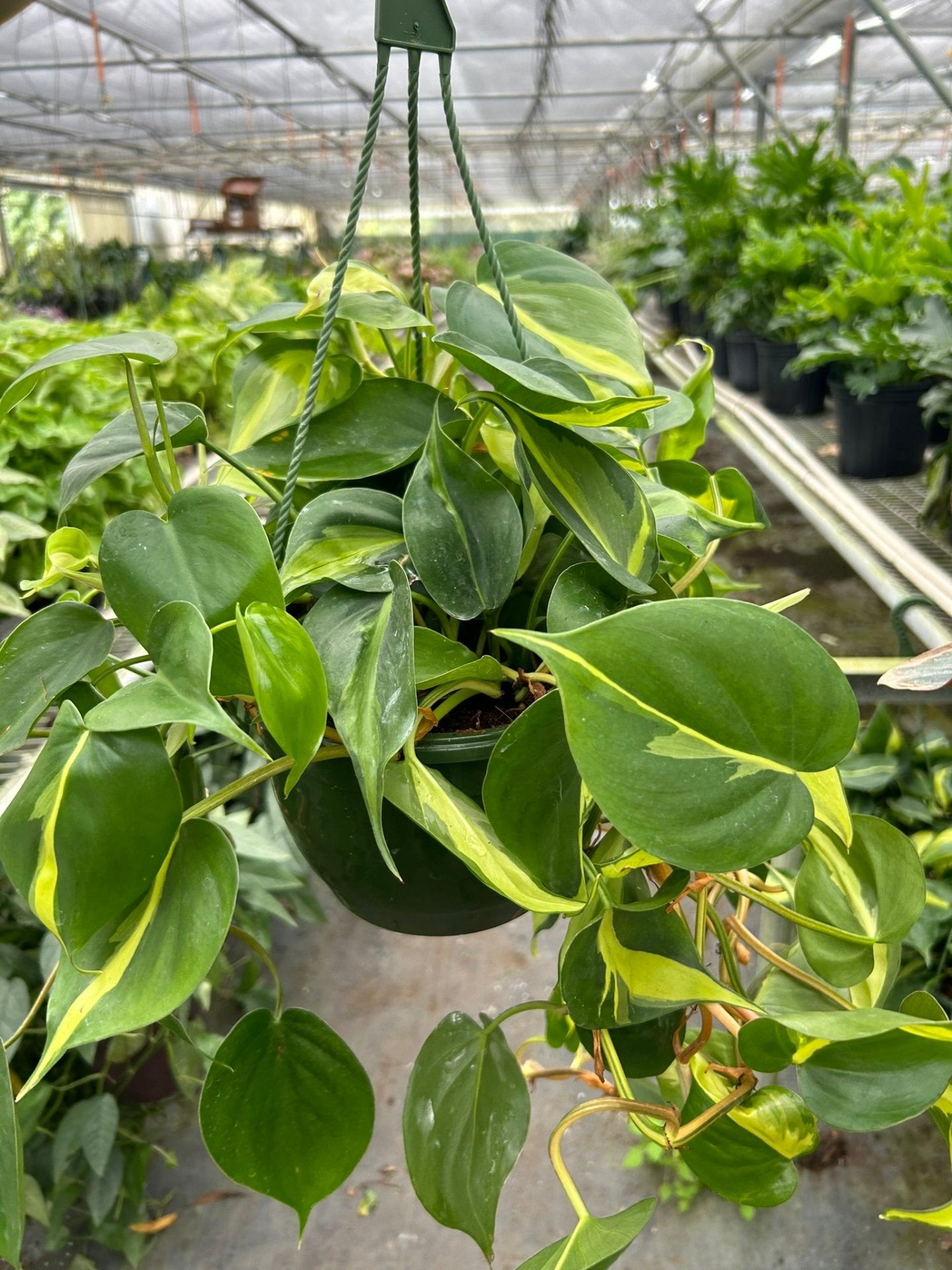 Philodendron Hederaceum &