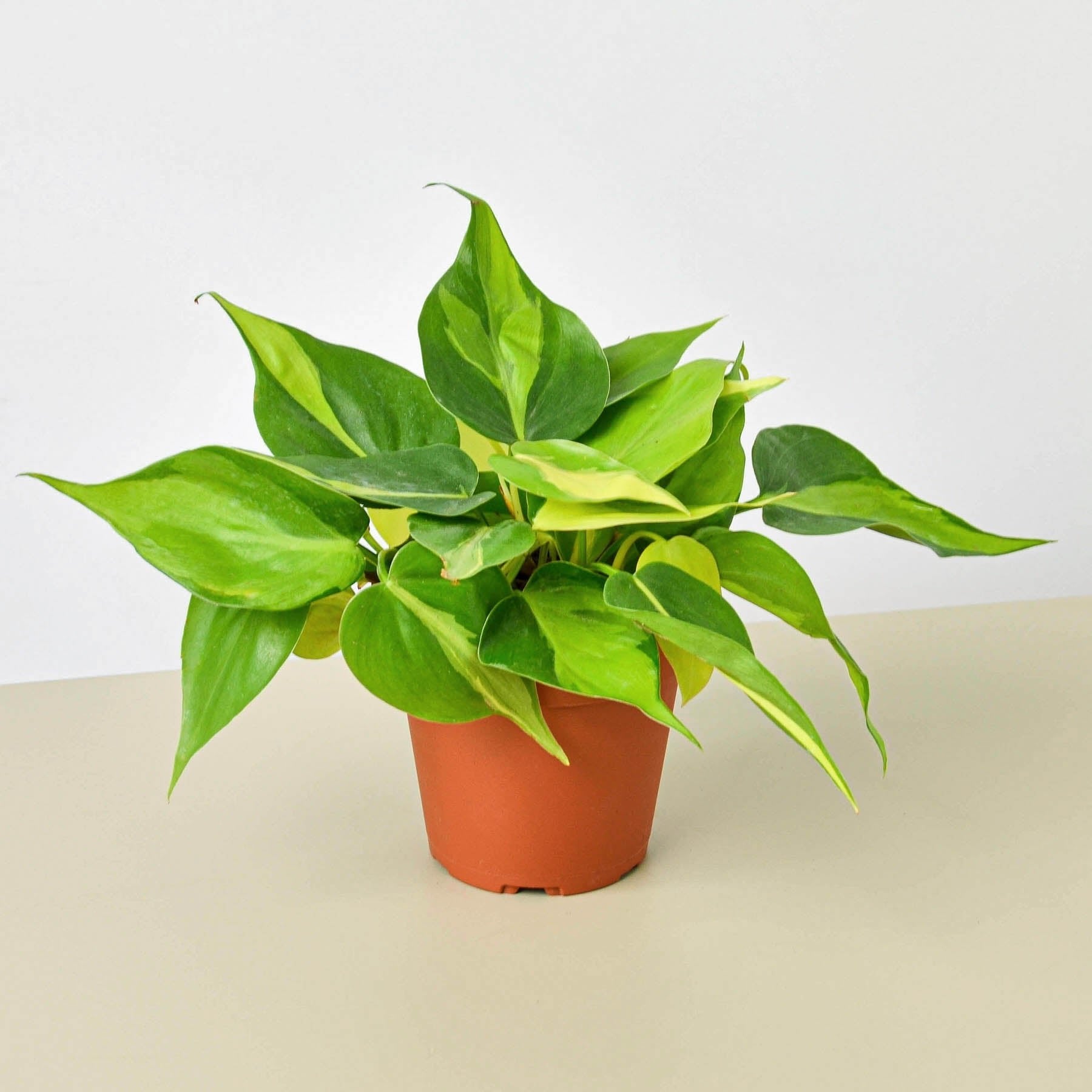 Philodendron Hederaceum &