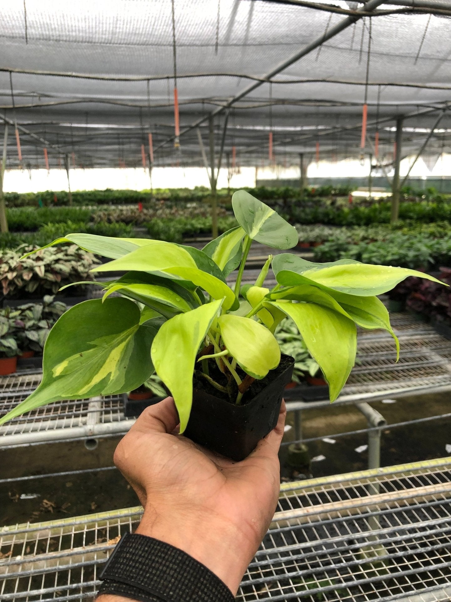 Philodendron Hederaceum &