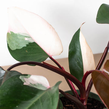 Valentines Day Philodendron 