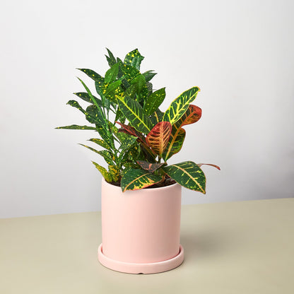 Pre-Potted Crotons Gift Arrangement - Ethereal Company
