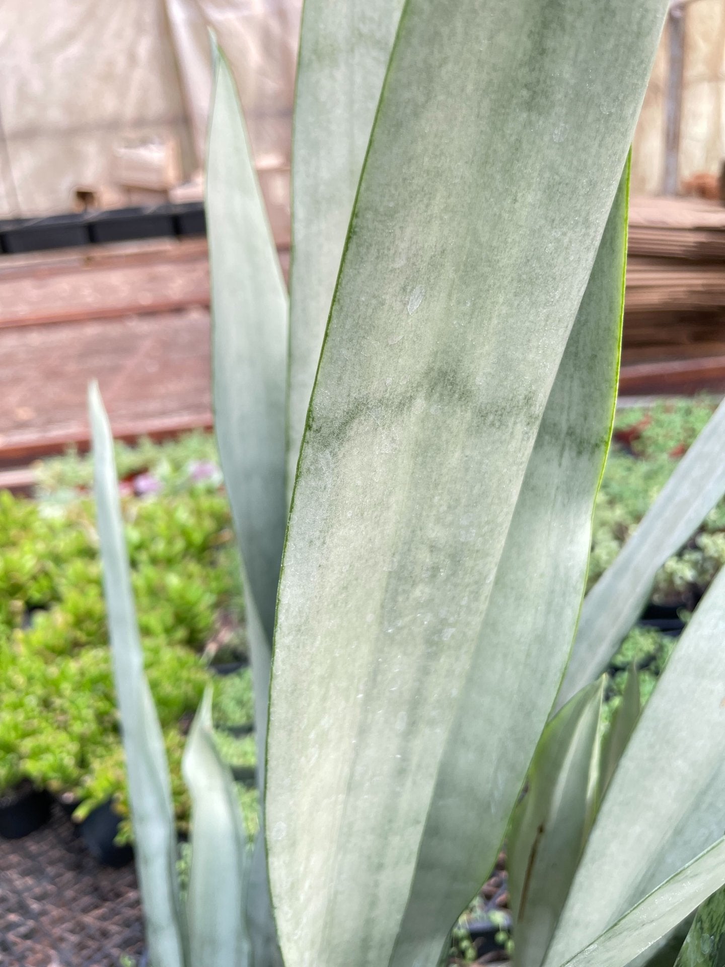 Snake Plant &