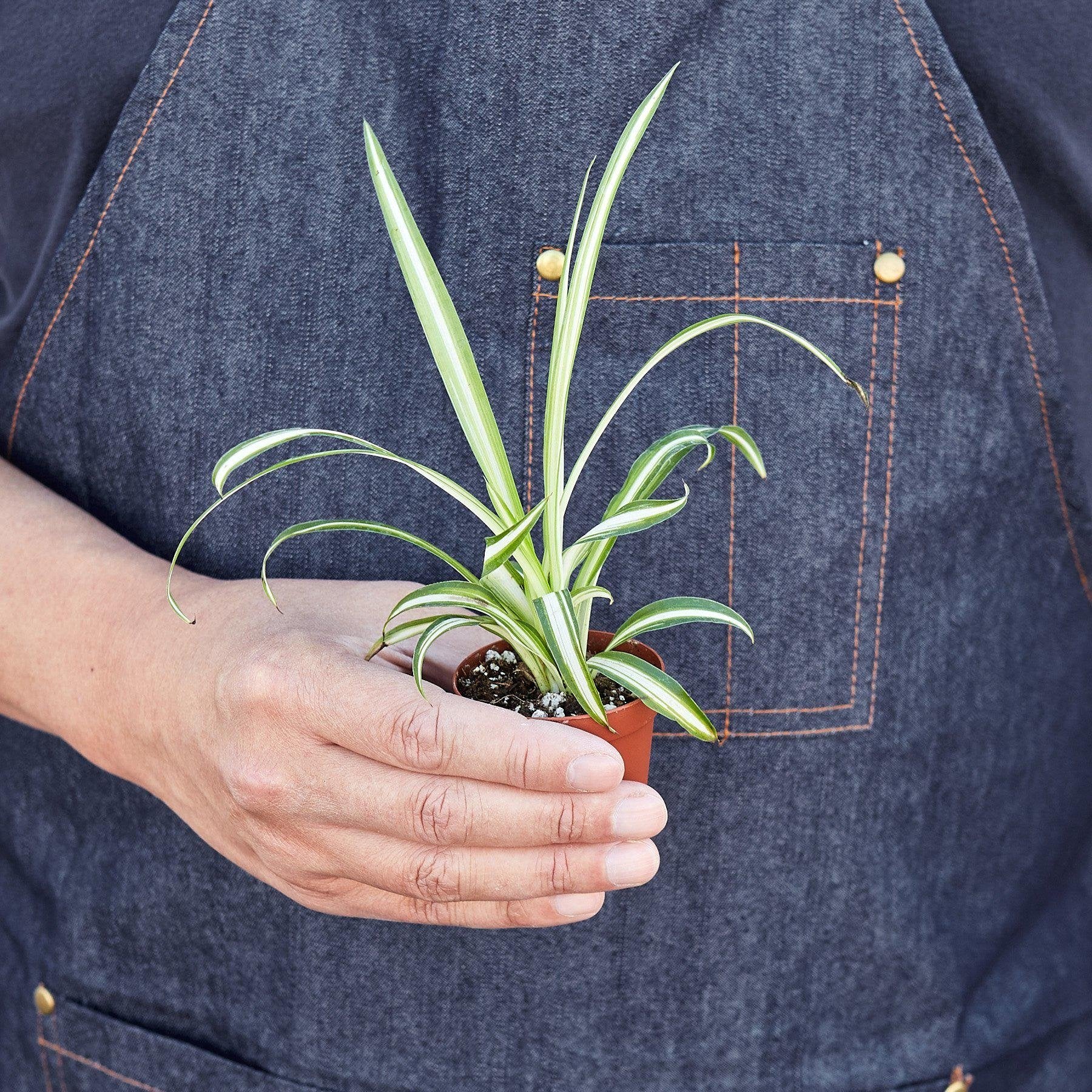 Spider Plant &