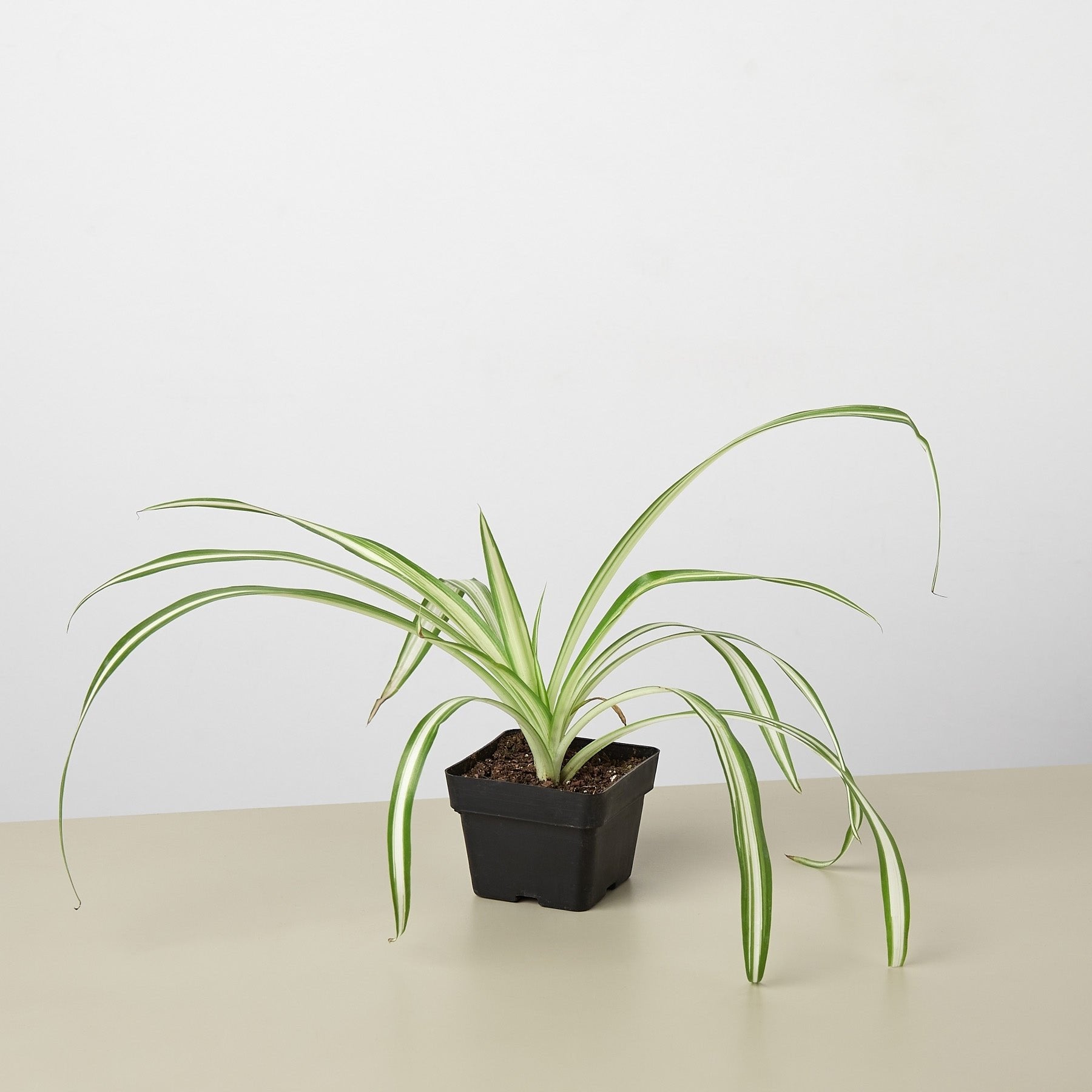 Spider Plant &