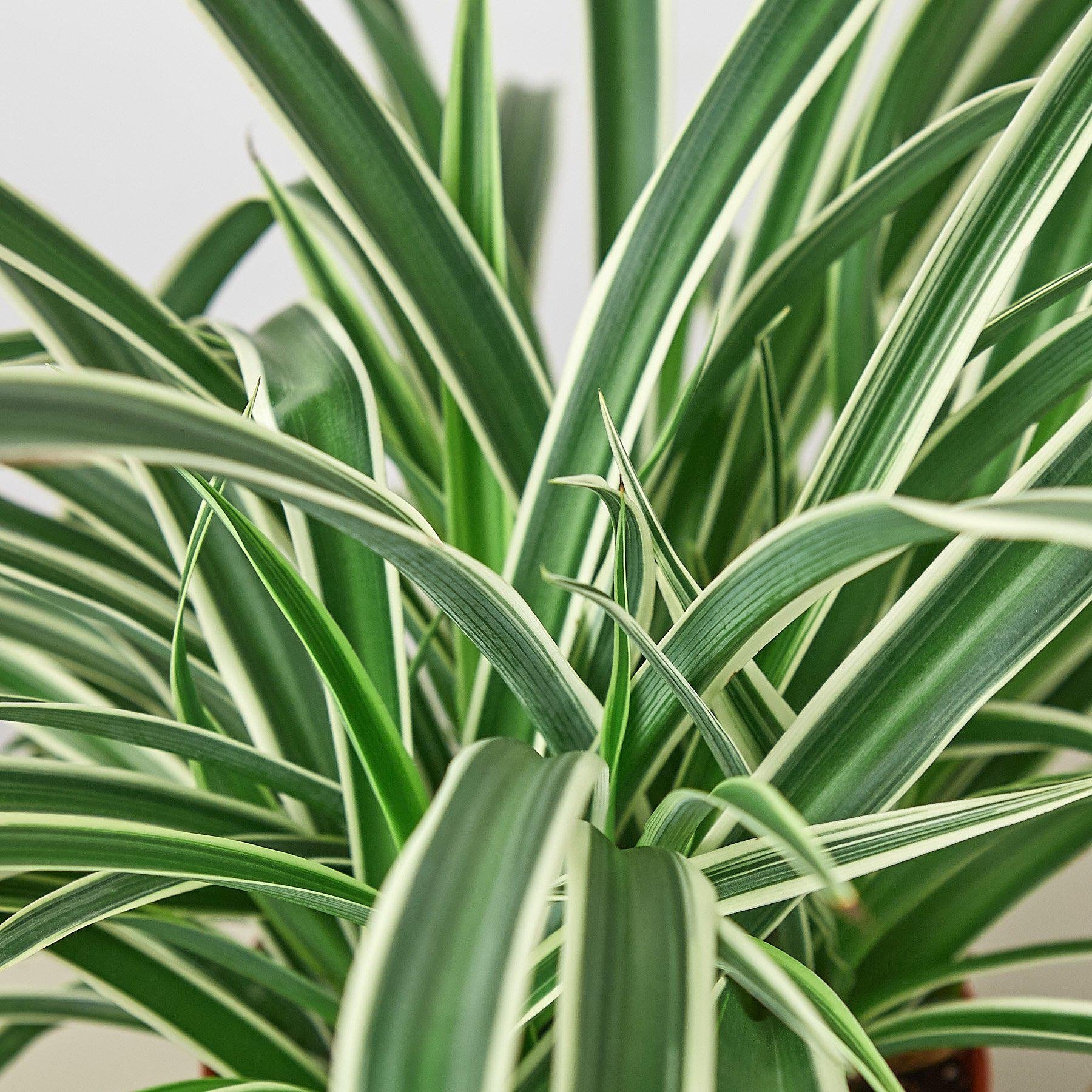 Spider Plant &