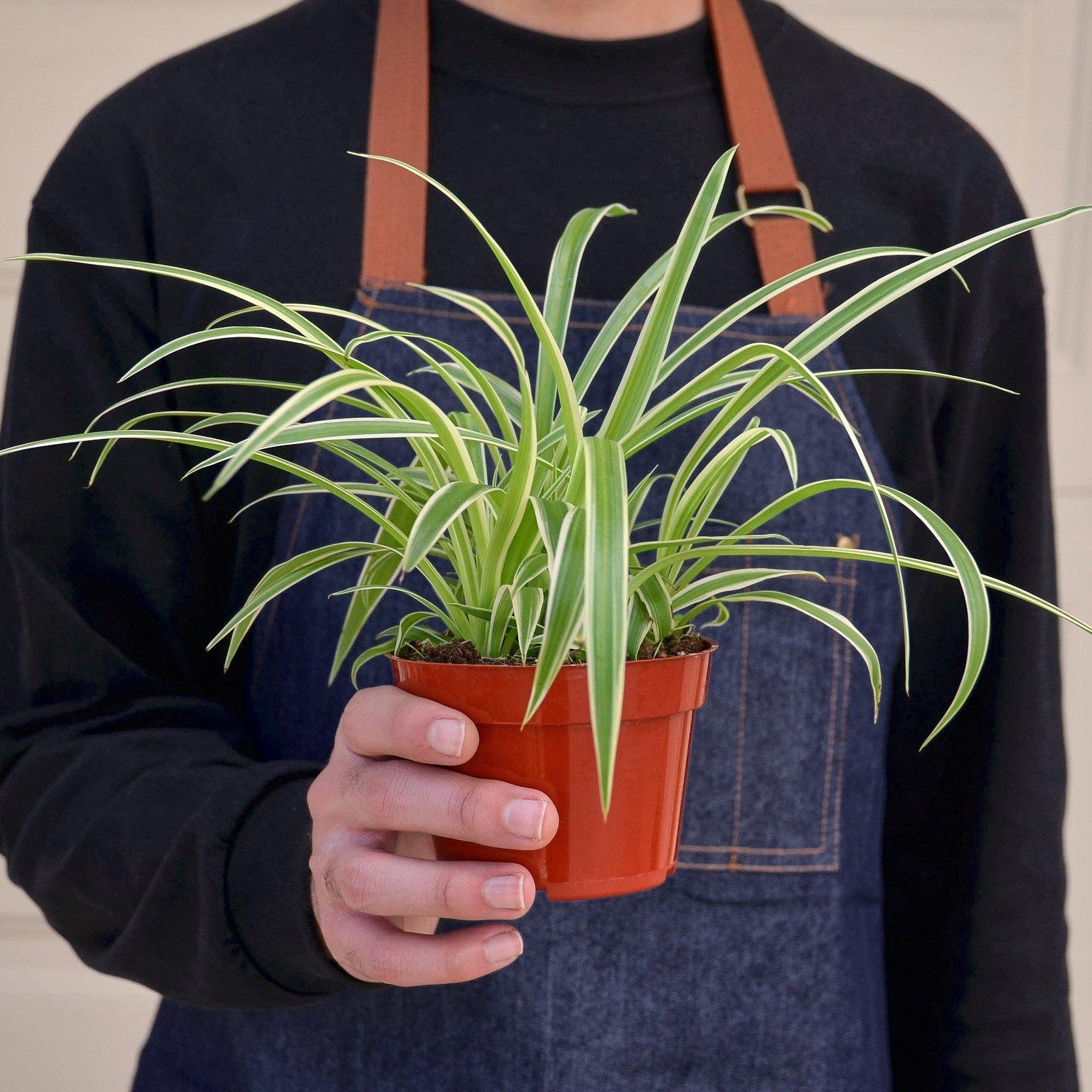 Spider Plant &