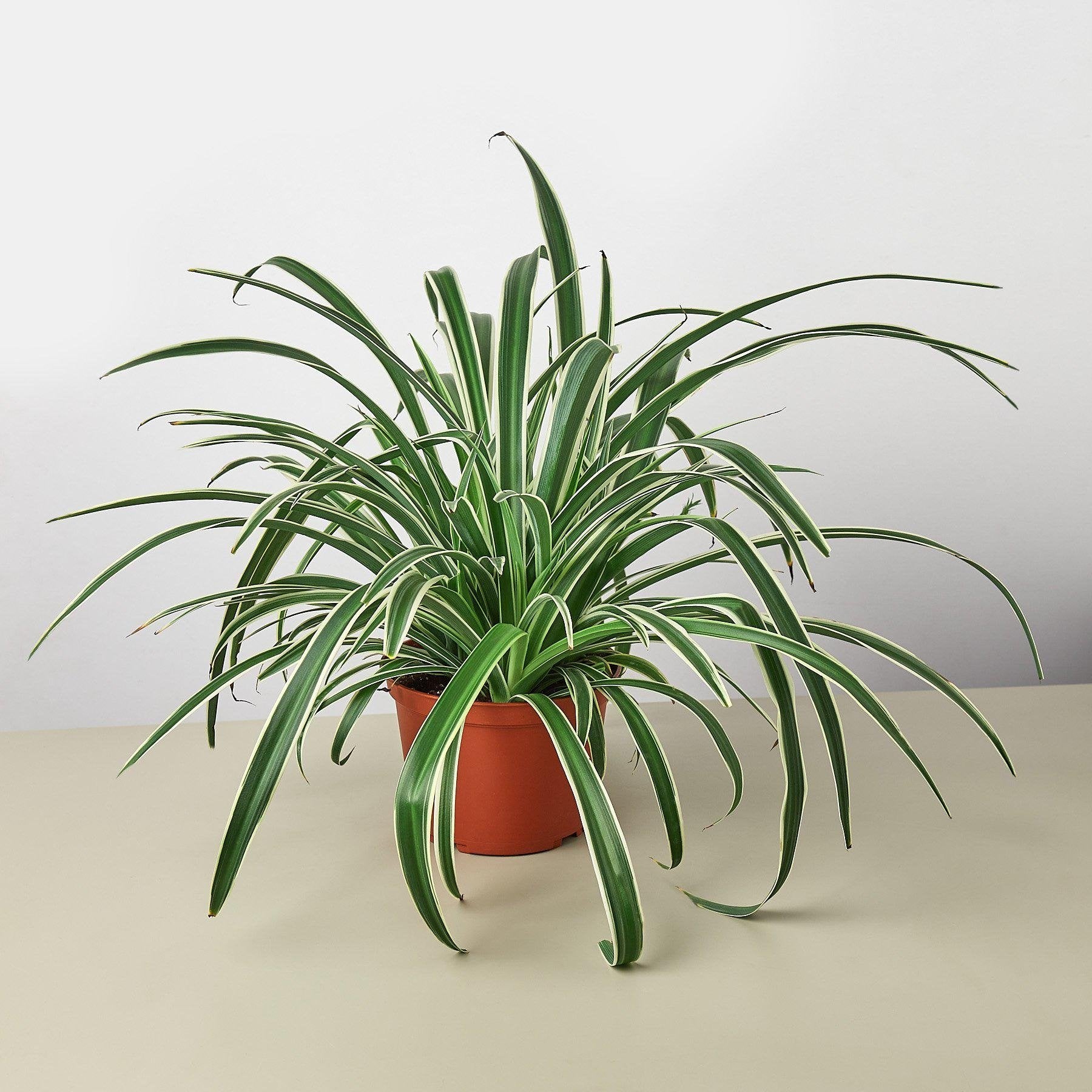 Spider Plant &