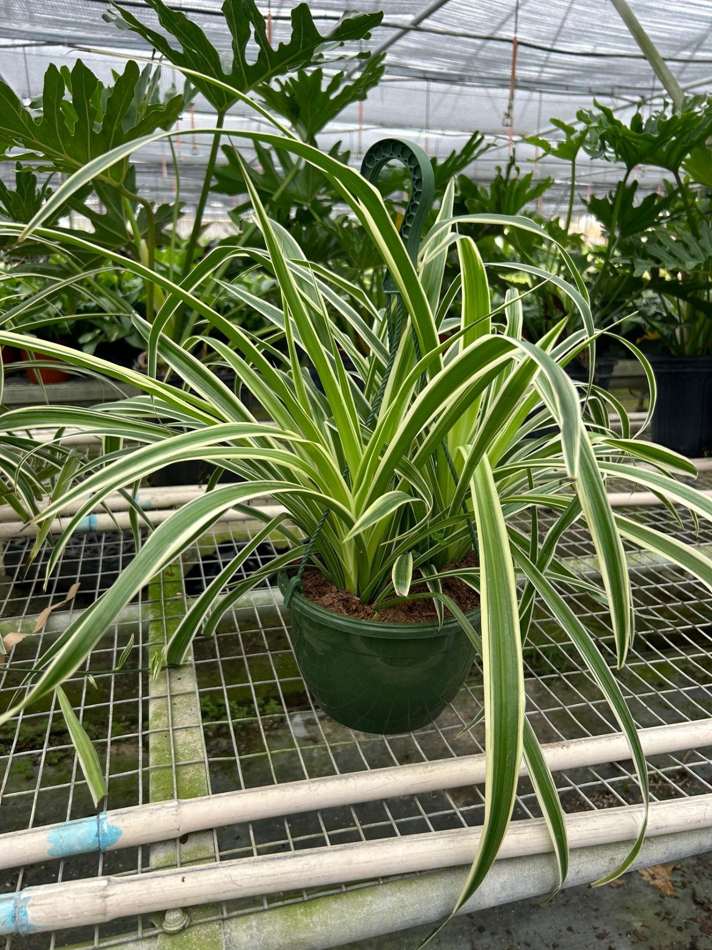 Spider Plant &