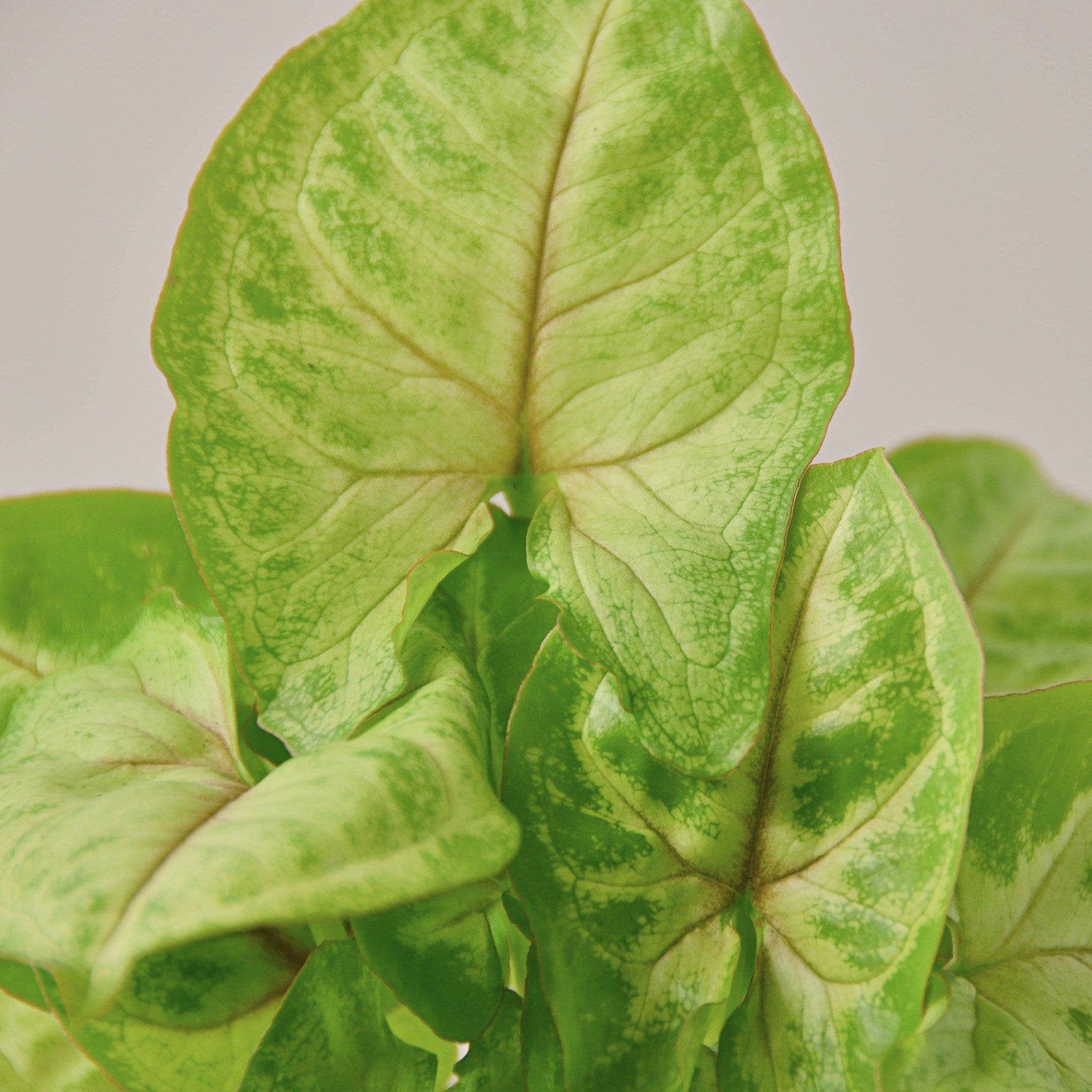 Syngonium &
