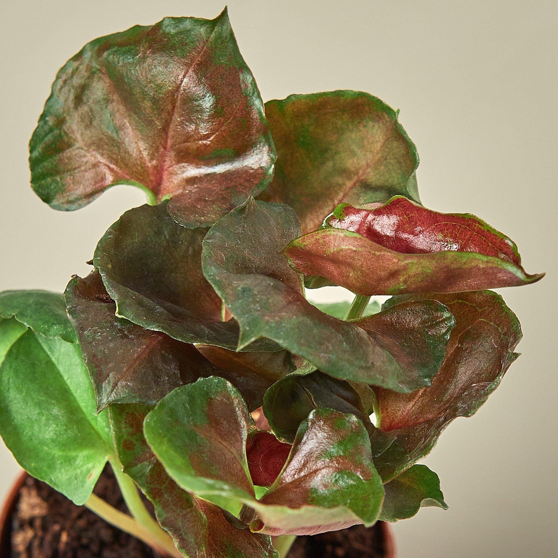 Syngonium &