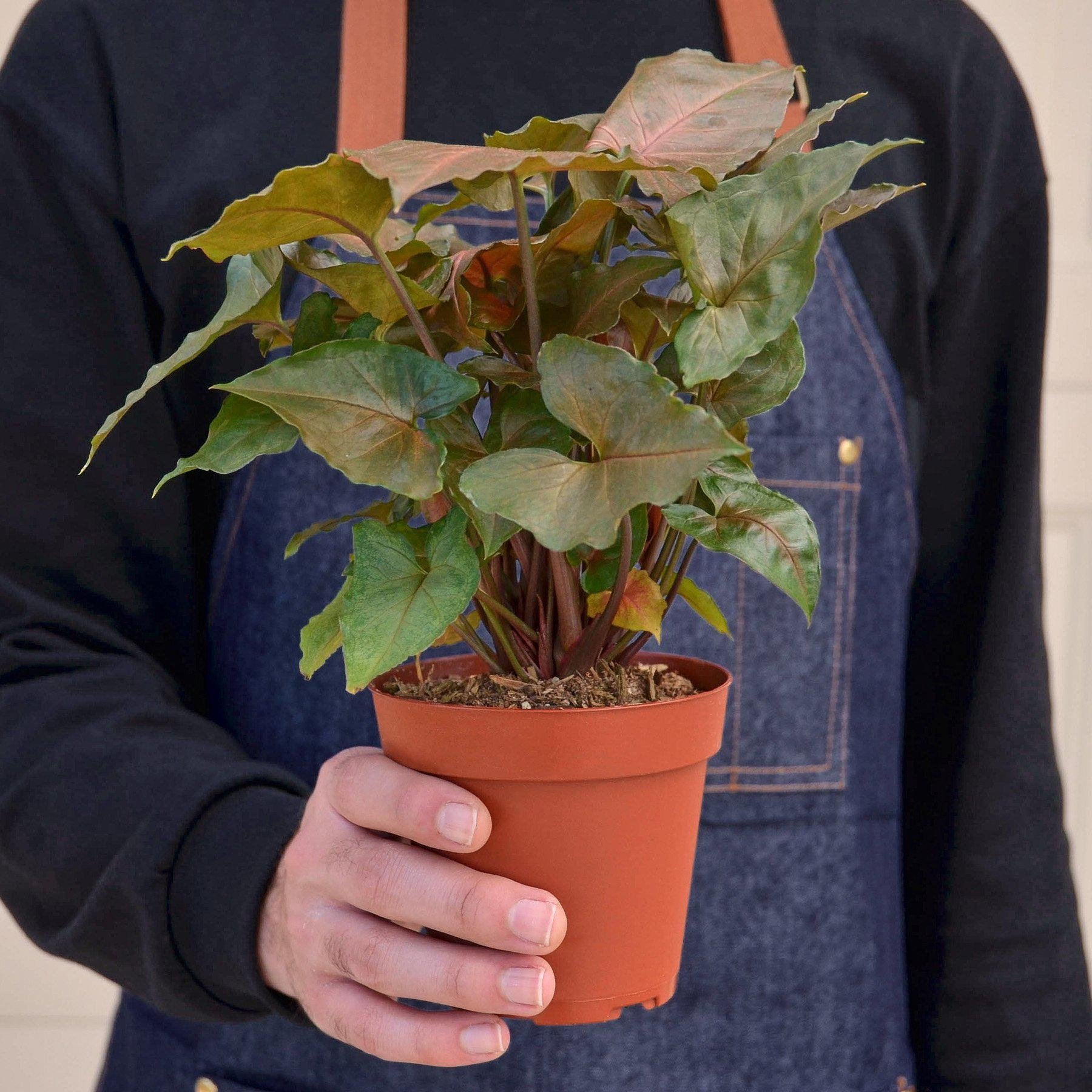 Syngonium &