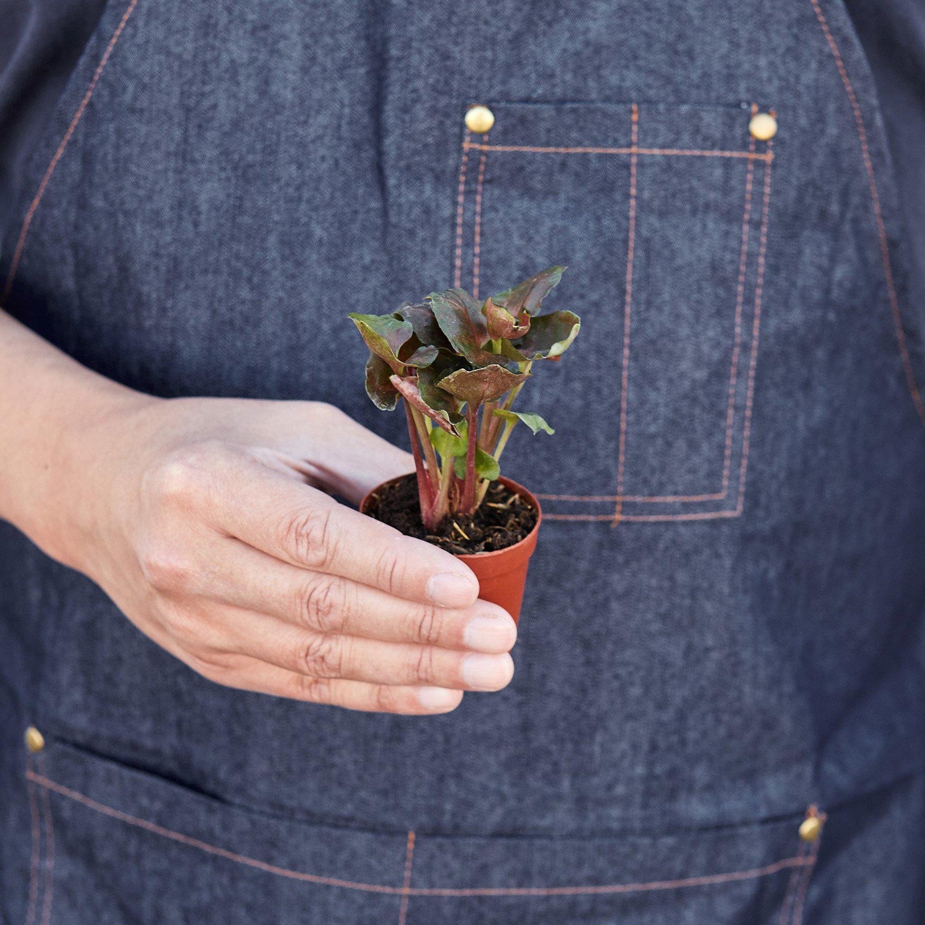Syngonium &
