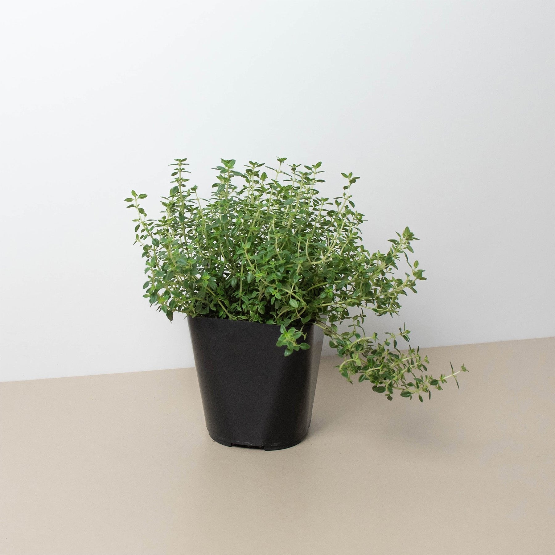 Thyme Herb &