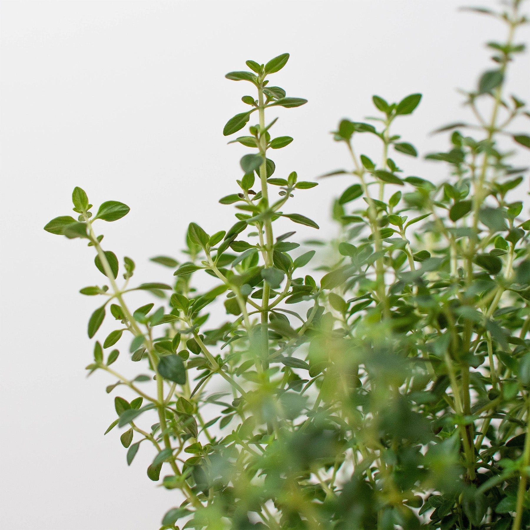 Thyme Herb &