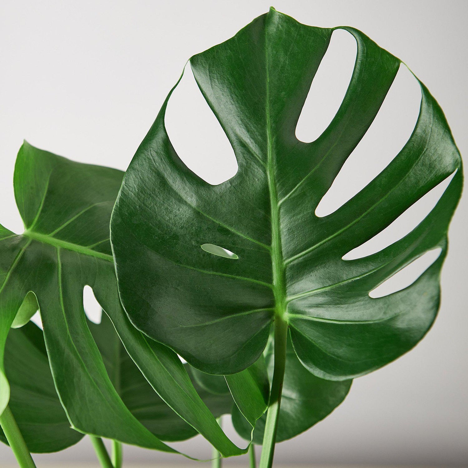 Monstera deliciosa Care Made Simple: Grow the Swiss Cheese Plant