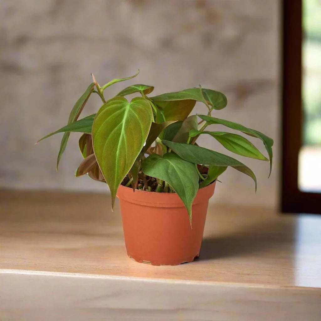 Velvet Philodendron: Micans Care and Growing Guide