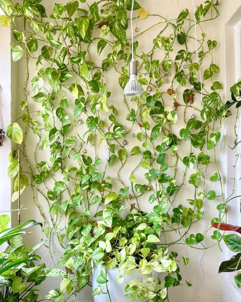 Golden Pothos Care Guide (AKA: The Plant That Refuses to Die)