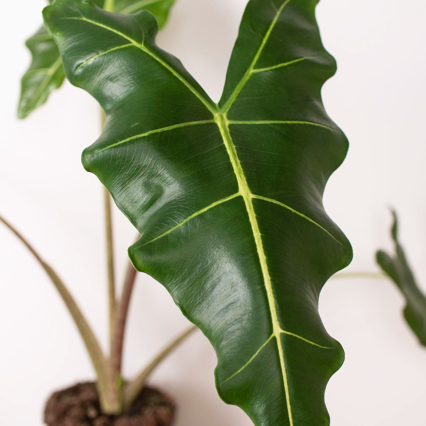 Alocasia in the off season. - Ethereal Company
