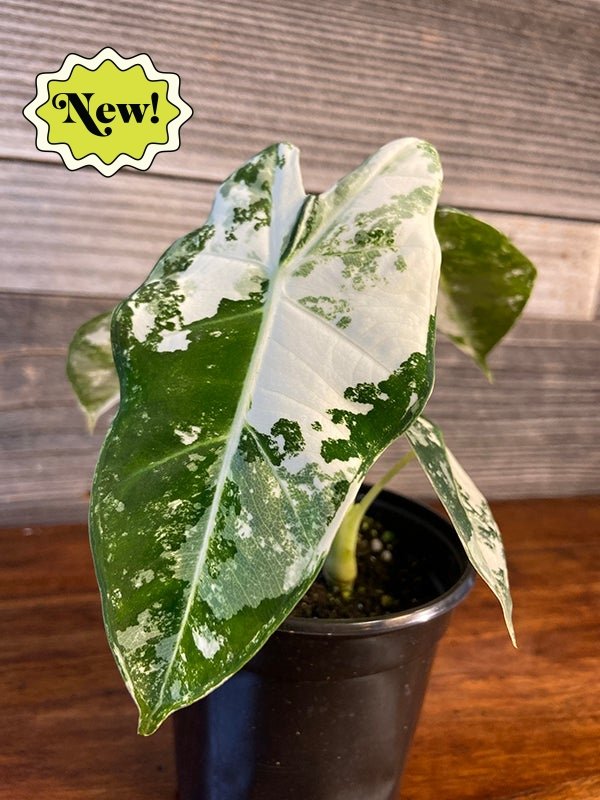 Alocasia Micholitziana 'Frydek' Variegated Care Guide - Ethereal Company