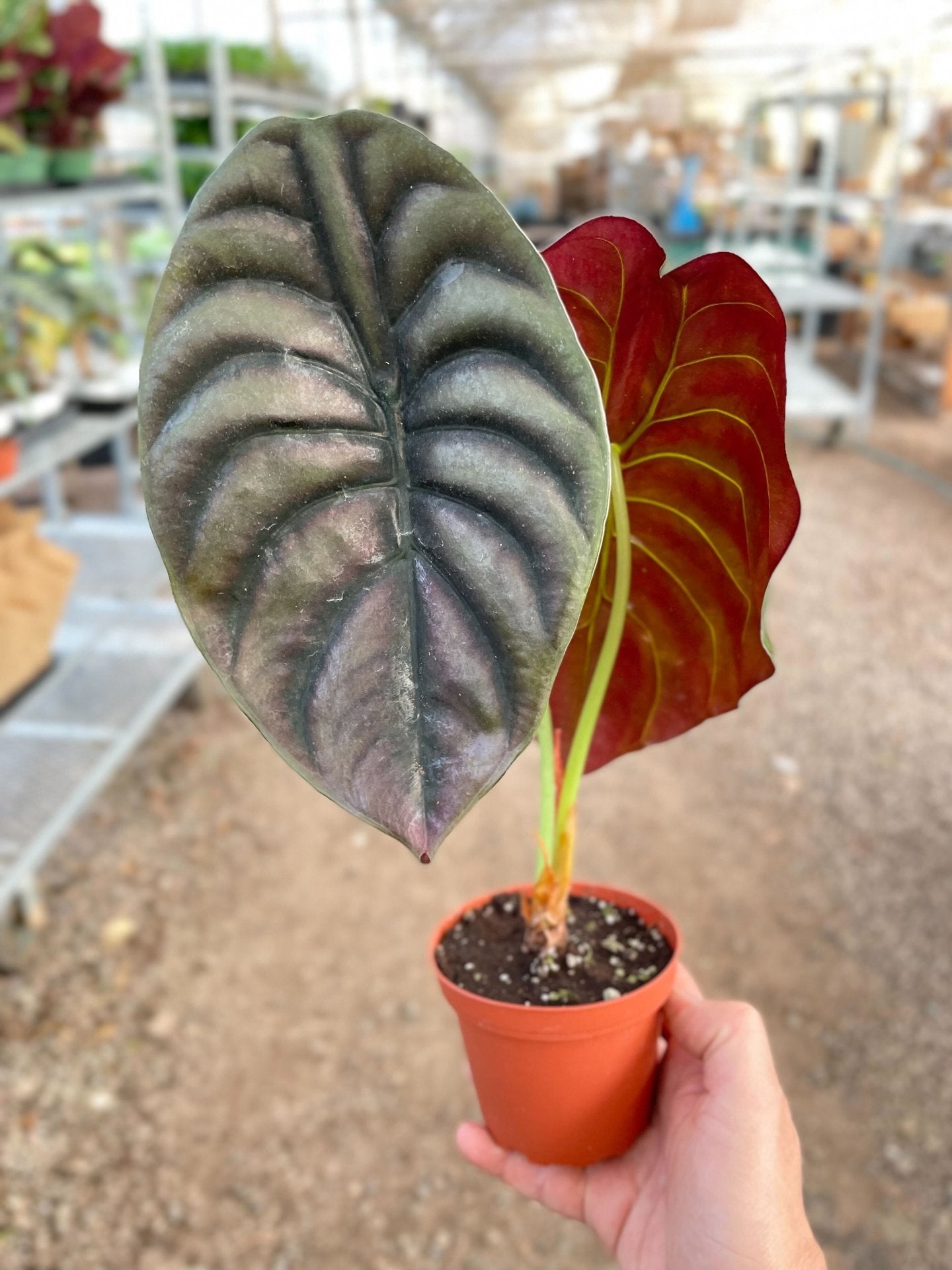 Alocasia 'Red Secret' Care Guide: Unlocking the Secrets to Thriving Plants - Ethereal Company