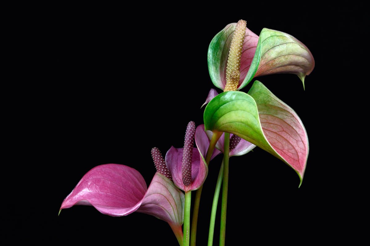 Anthurium Care Guide: Tips for Growing and Caring for This Beautiful Houseplant - Ethereal Company