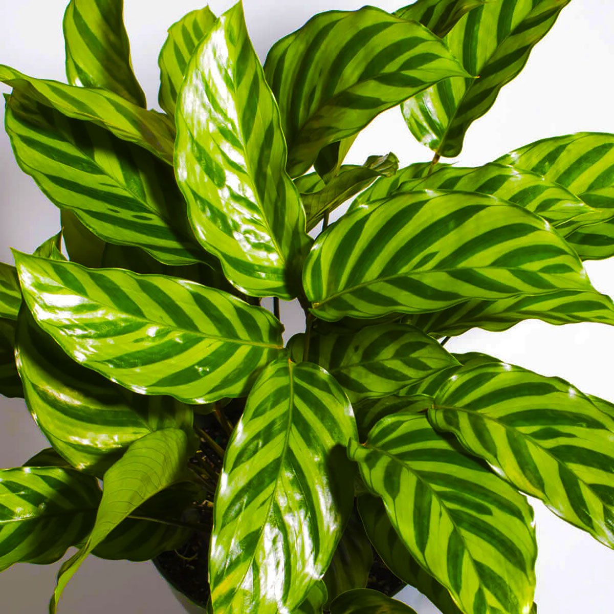 Best Care Guide for Calathea Concinna 'Freddie' 2023 - Ethereal Company