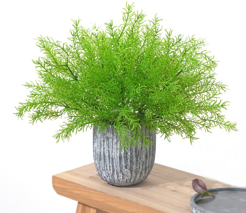 Best Tips for Caring for Fern Sprengeri 2023 - Ethereal Company