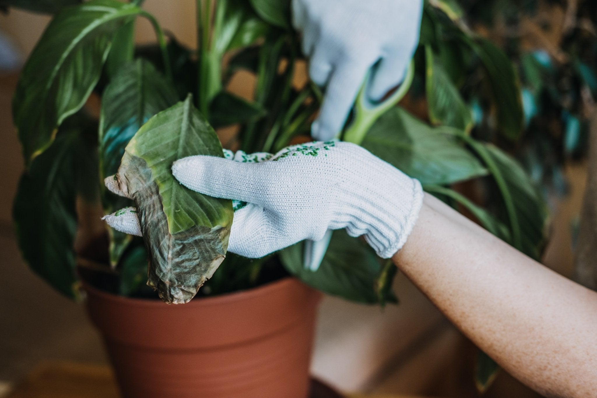 Can Your Indoor Plant Be Saved? - Ethereal Company