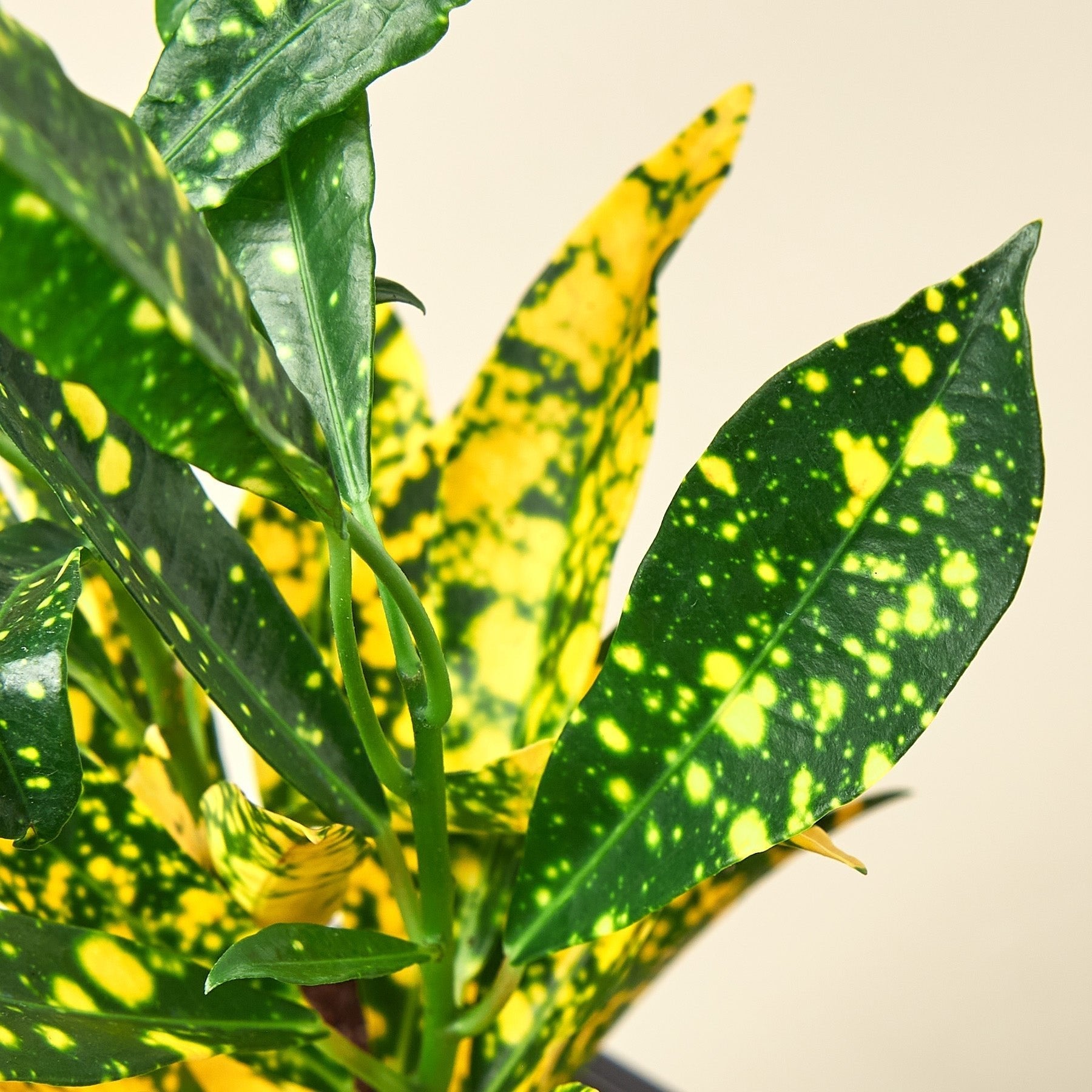 Croton Gold Dust Plant Care Guide and Tips - Ethereal Company