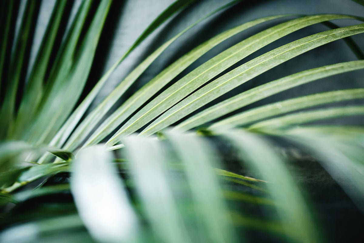 Lush Living: Discover the Best Houseplant Palms for Your Indoor Oasis - Ethereal Company