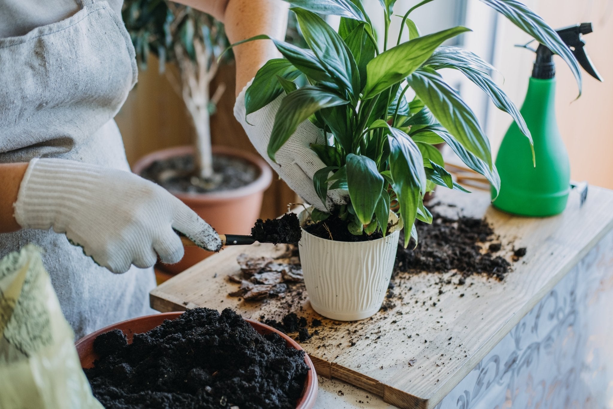 Plant Care Simplified - Ethereal Company