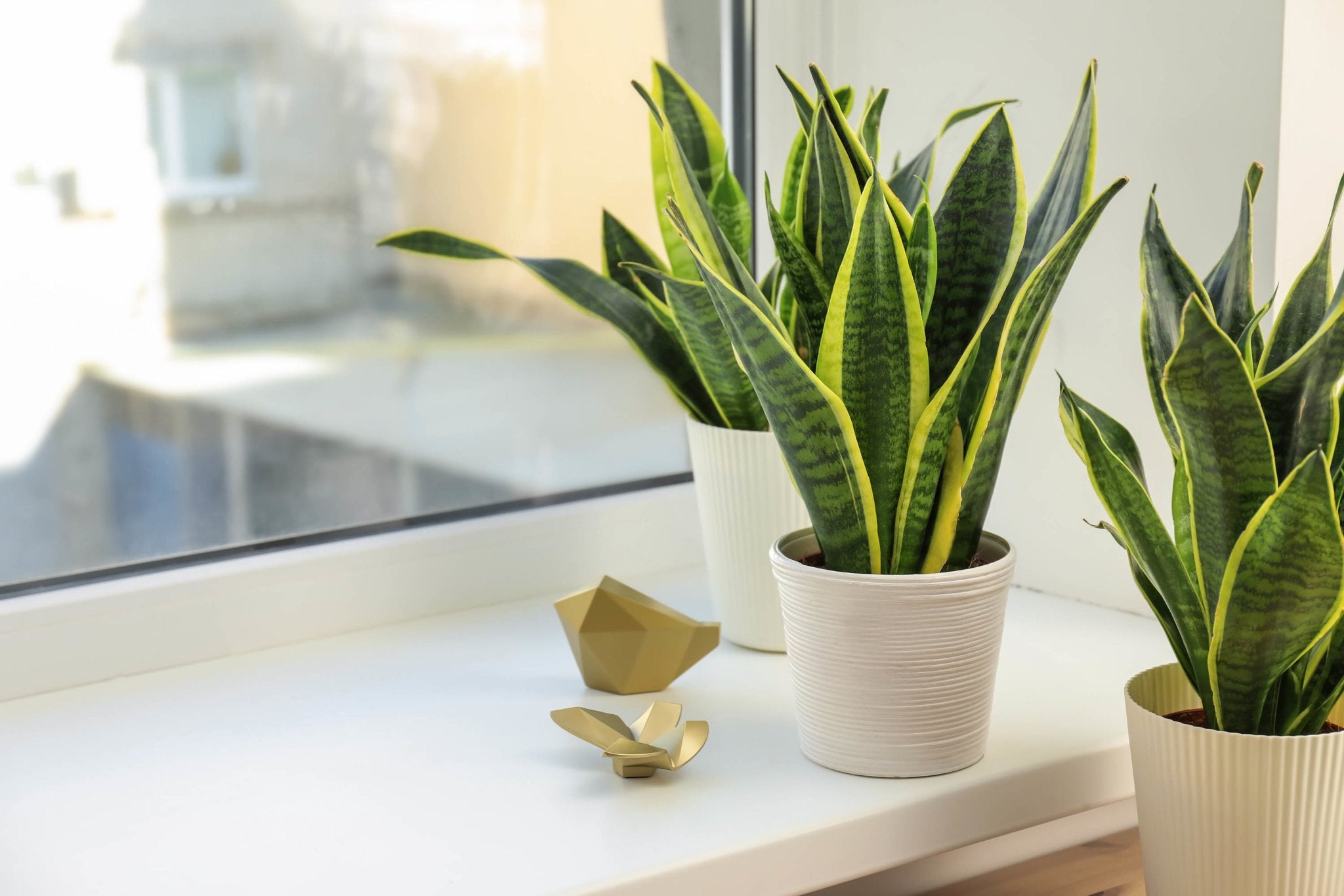 Plant Care Snake Plant - Ethereal Company